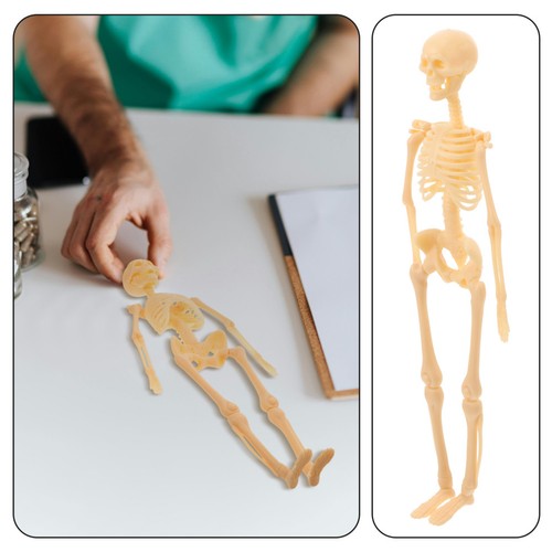 Scheletro corpo umano - di, di