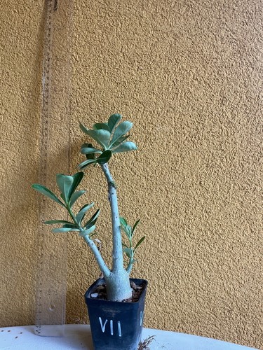 Adenium obesum caudex