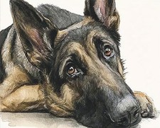 Acquerello cane pastore