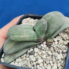 Gasteria glomerata f