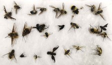 Set Diptera Bombyliidae mosche