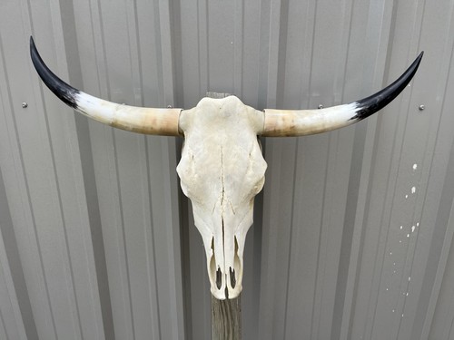 Teschio manzo longhorn - teschio,