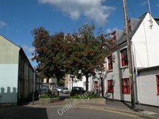 Photo 6x4 Rowan tree in Argyle