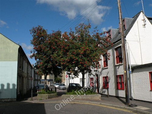 Photo 6x4 rowan tree argyle - 6x4, in