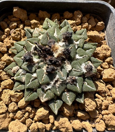Ariocarpus kotschoubeyanus - , v