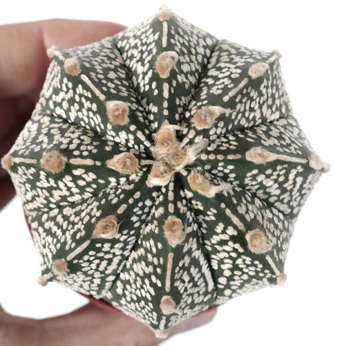 Astrophytum onzuka x - astrophytum,