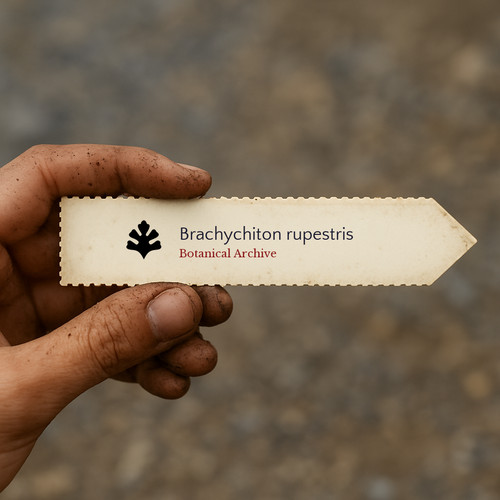 Brachychiton rupestris - , |