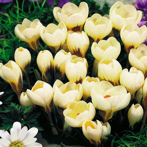 Bulbi fiori cipolle - cipolle,