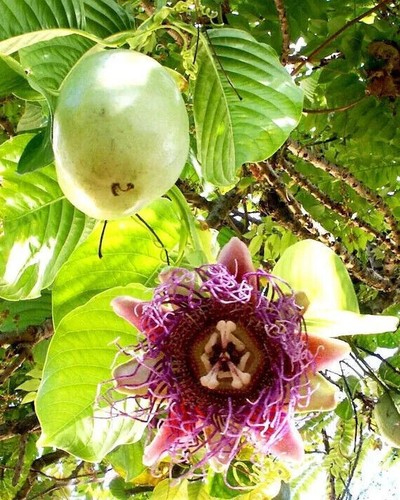 Passiflora quadrangularis 10 - passiflora,