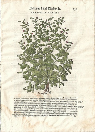 Stampa antica mattioli - antica,