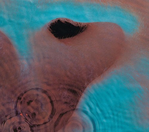 Audio pink floyd meddle - audio,