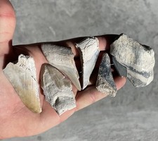 Megalodonte denti di squalo
