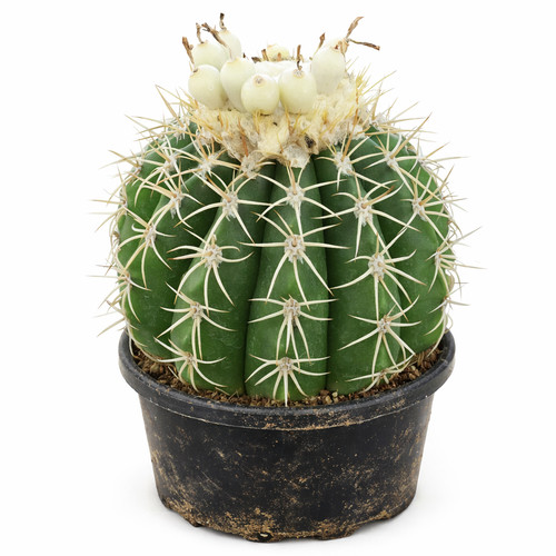 Melocactus ruestii seeds - seeds,