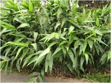 Erba ginestra asiatica - erba tigre - Thysanolaena latifolia - 25+ semi - W 172