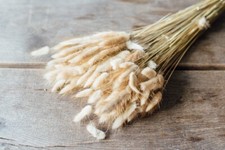 NaDeco Lagurus ovatus essiccato in vita, 3 colori a scelta, circa 100g, circa 50c