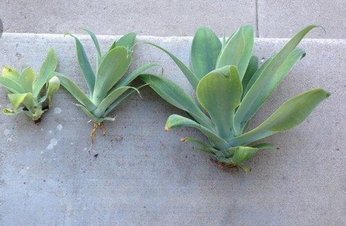 Agave attenuata cm a - de,