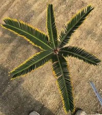 Cycas revoluta "Aurea" WYSIWYG