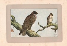 UCCELLI RAPACI POIANA Buteo