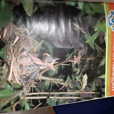 Italia ornitologica anno 1990