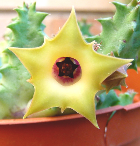Una talea senza - radici, huernia