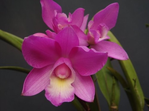 Mini taiwan orchidea cattleya - mini,