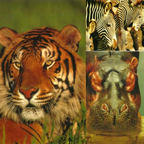 Lotto cartoline zebra tigre - 3,