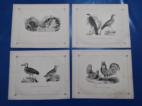 800 uccelli birds - uccelli, _