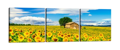 Campo girasoli quadri su - campo,