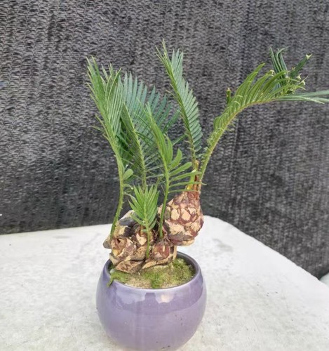 Cycas revoluta thunb giappone - cycas,