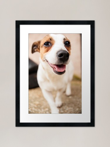 Jack russel stampa artistica - 1,