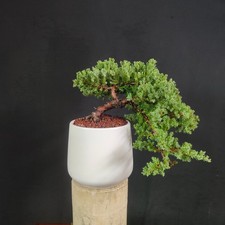 Pre bonsai ginepro - di,