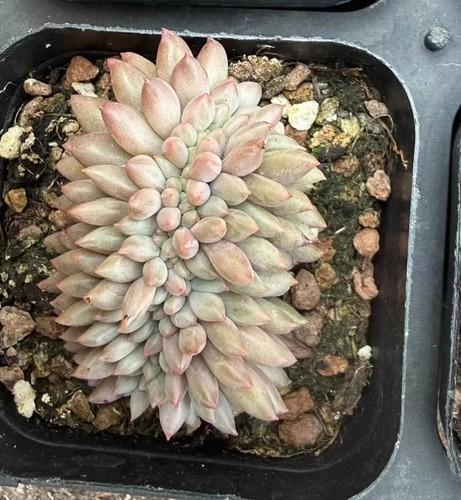 Vaso cm echeveria - 6,5,