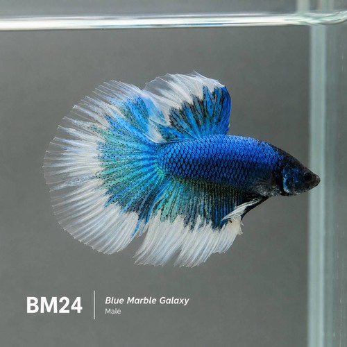 Pesce betta maschio galassia - pesce,