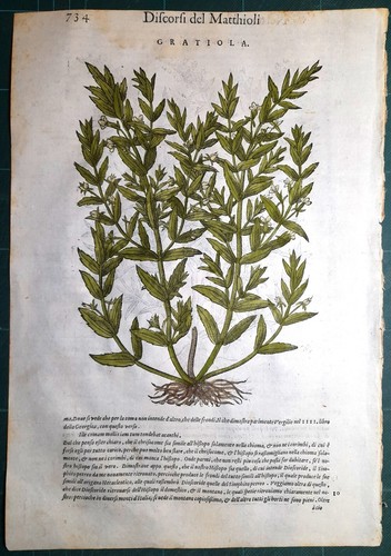 Stampa antica mattioli - antica,
