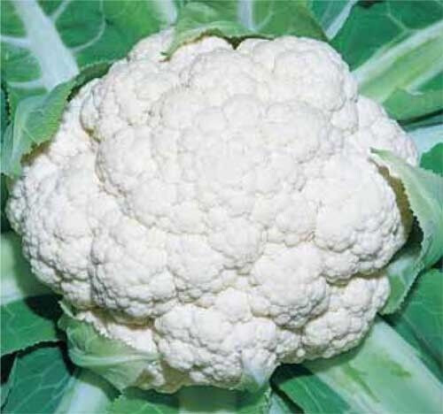 700 semi cavolfiore - 700,