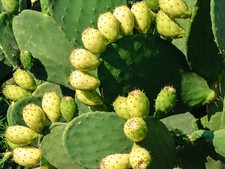 10 PALE DI FICO D'INDIA