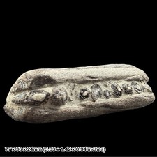 Ichthyosaur jaw fossil lyme - ichthyosaur,