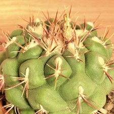 Thelocactus hexaedrophorus - , v