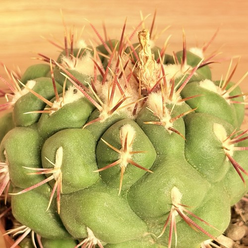 Thelocactus hexaedrophorus - , v