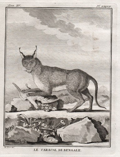 Karakal caracal gatto - caracal, animale