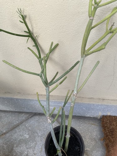 Euphorbia tirucalli albero - euphorbia,