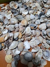 Conchiglie Vere Di Mare ? ? Nr.100 Pezzi 