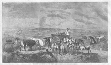 FILIPPO PALIZZI Collezione Vitelli nella Valle di Touque - Stampa antica 1859