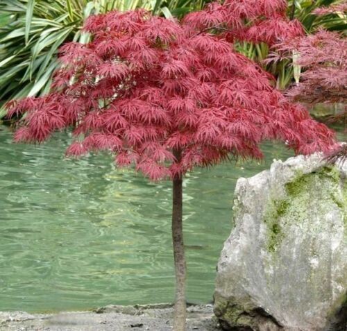 Acero rosso giapponese acer - acero,