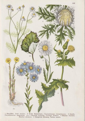 Berg aster huflattich - berg-aster,