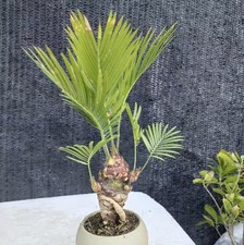 Cycas revoluta Thunb Giappone