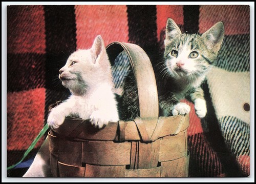 Carini gattini nel - , foto