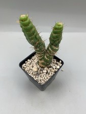 Eulychnia Castanea V Spiralis Pot 7cm H 10 Cm Rara Su Radice Propria Verde 2 Tes
