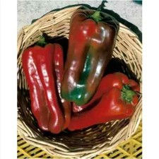 PEPE GIGANTE GIAPPONESE, 25 semi + OMAGGIO