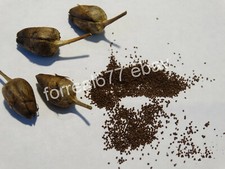 BURLEY TABACCO 2000+ SEMI
